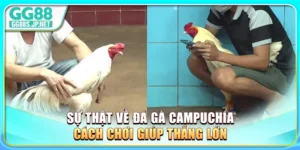 su-that-ve-da-ga-campuchia-cach-choi-giup-thang-lon