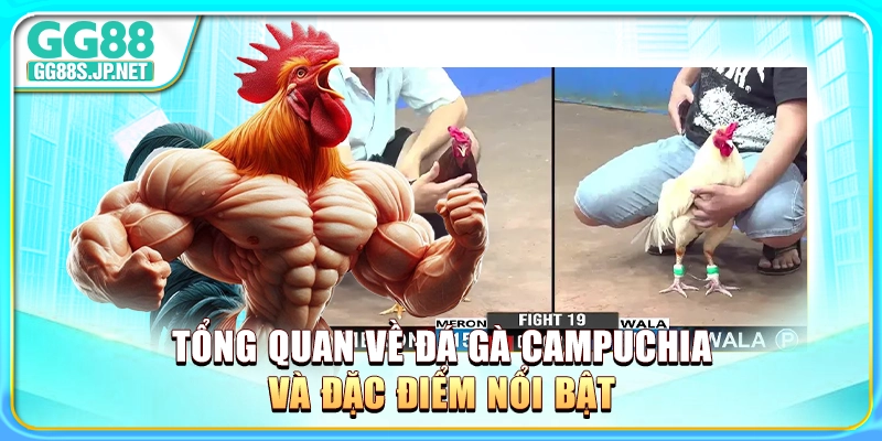 tong-quan-ve-da-ga-campuchia-va-dac-diem-noi-bat
