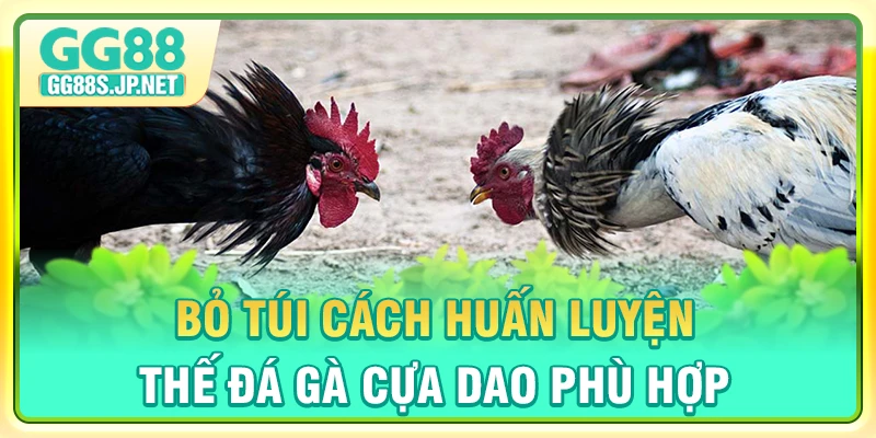bo-tui-cach-huan-luyen-the-da-ga-cua-dao-phu-hop