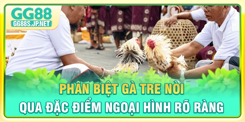 phan-biet-ga-tre-noi-qua-dac-diem-ngoai-hinh-ro-rang